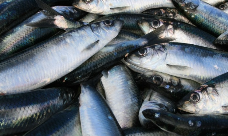 haring-gezondheidsvoordelen